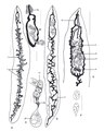 Dendritobilharzia pulverulenta (01).tif