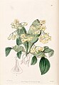 Dendrobium compressum plate 53 in: Edwards's Bot. Register (Orchidaceae), vol. 30, (1844)