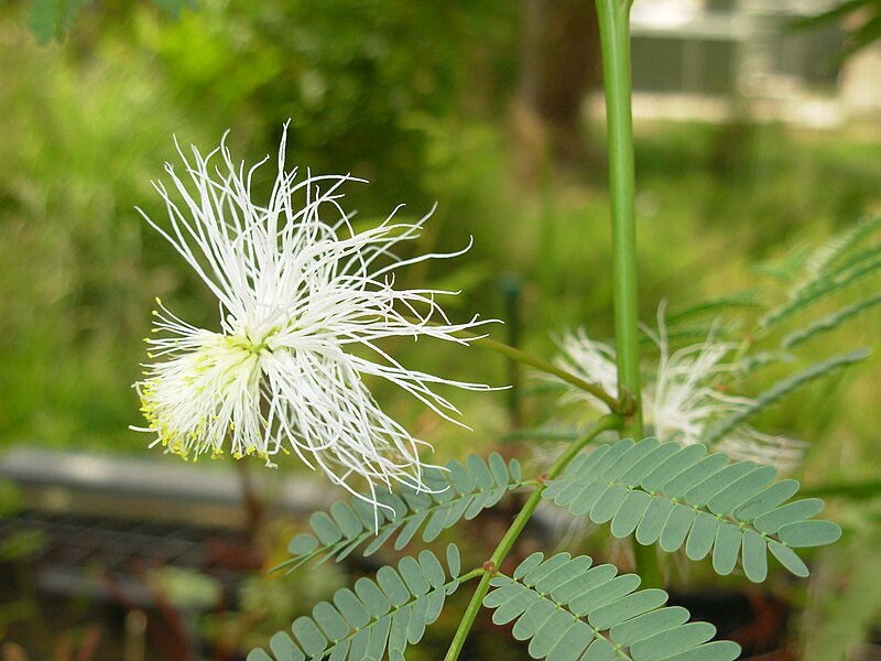 File:Df flower1225.JPG