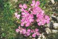 Clavellina alpina (Dianthus alpinus)
