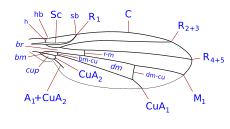 Diastatidae wing veins (discal cell absent) Diastatidae wing veins.svg