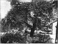 File:Die Gartenlaube (1899) b 0163_1.jpg Deutschlands merkwürdigste Bäume: der Weißdorn zu Soest. Nach einer photographischen Aufnahme von Otto Hoff in Soest