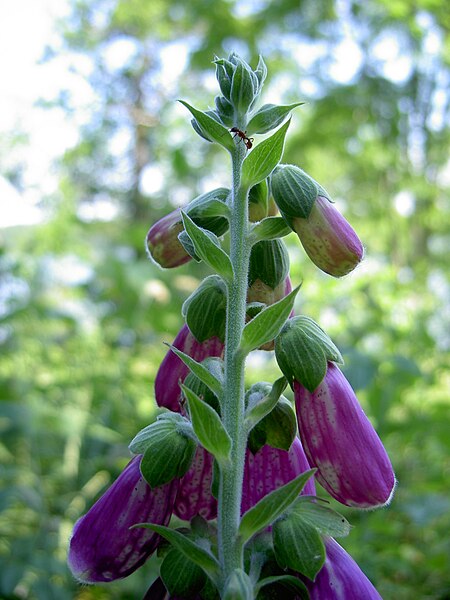 File:Digitalis-stora hultrum.sweden-52.jpg