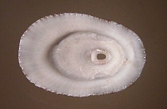 Ventral view of a shell of Diodora lineata Diodora lineata 002.jpg