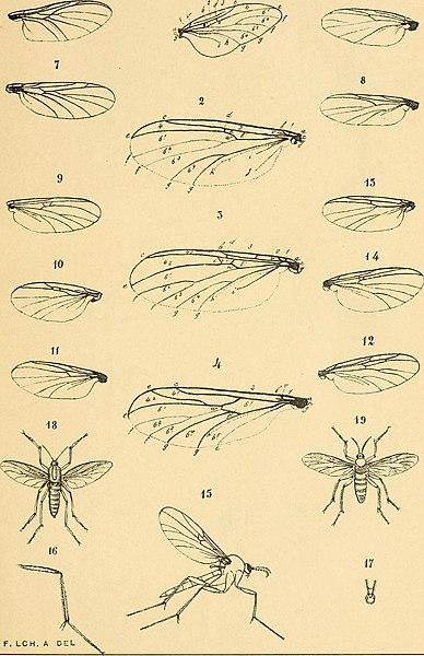 File:Dipterologia Argentina (1893) (20772392569).jpg