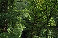 * Nomination: Trees in Dockray, Cumbria. Mattbuck 09:56, 18 May 2014 (UTC) Needs species identification Poco a poco 12:13, 18 May 2014 (UTC) * * Review needed