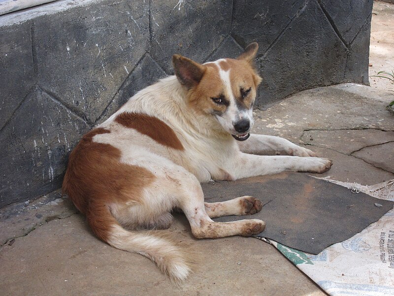 File:Dog - നായ-5.JPG