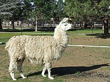 A domestic llama Domestic llama (2009-05-19).jpg