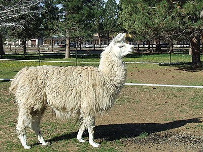 The Inca used the llama for work horses were used for in the rest of the world.