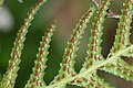 Doodia aspera (Prickly Rasp Fern) - cultivated 3.jpg