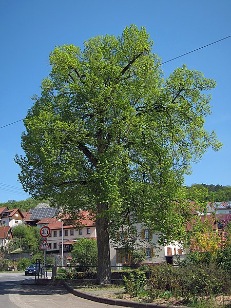 File:Dorflinde in Windheim, 1.jpg