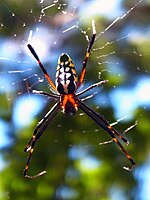 Female Leucauge tessellata