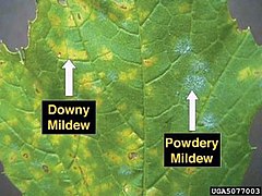 Image 35Examples of downy and powdery mildew on a grape leaf. (from Viticulture)