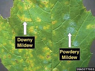 Powdery mildew Fungal plant disease