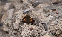 Draco Skipper (4862379748).jpg