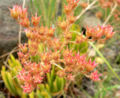 Dudleya viscida