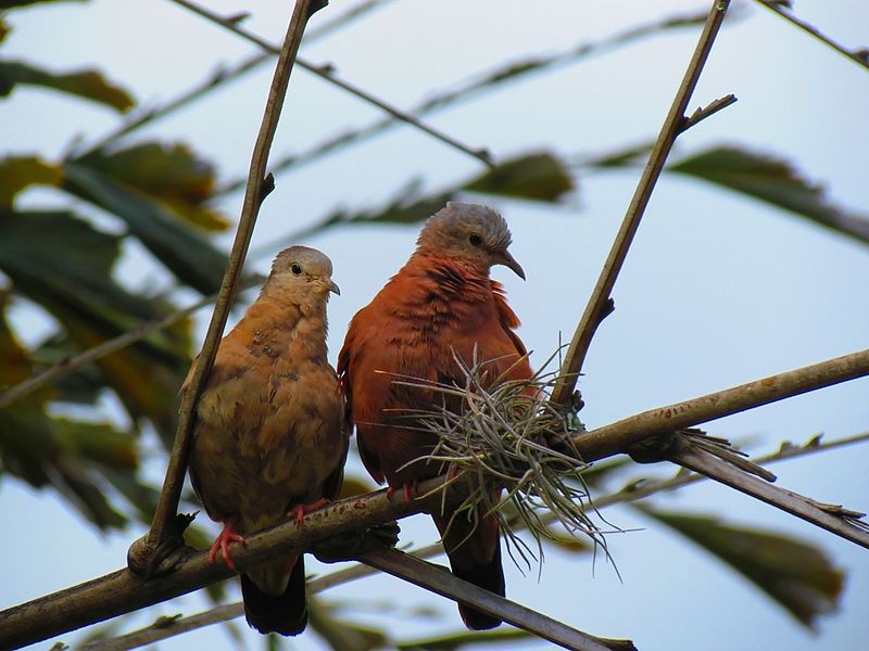 File:Dulce pareja.jpg