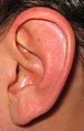 A left human ear