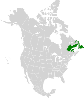 Eastern Canadian forests Breakdown of the forests of the East of Canada