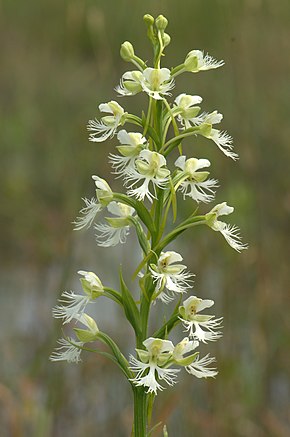 Itäisen Prairie White Fringed Orchidea (Platanthera leucophaea) kuvaus (14599550719) .jpg