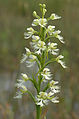 Platanthera leucophaea