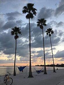 Eckerd College South Beach at sunset with a yellow bike in the foreground and hammocks between the trees.