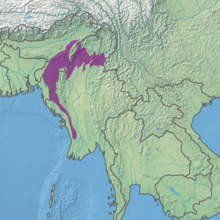 Mizoram-Manipur-Kachin rainforest ecoregion