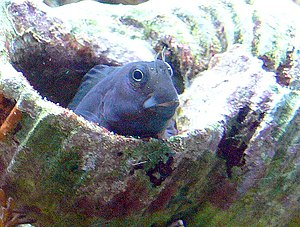 Pesce viscido bicolore (Ecsenius bicolor)