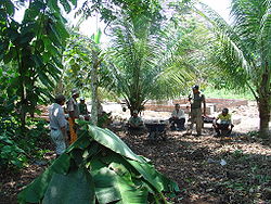 Producción de compost en el caserío de Santa Teresa, distrito de Callería.