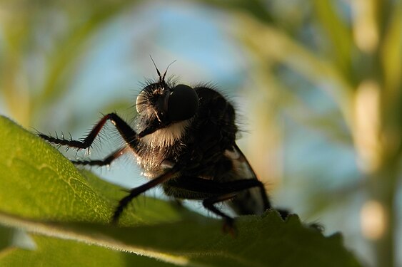 Robber Fly (Asilidae)