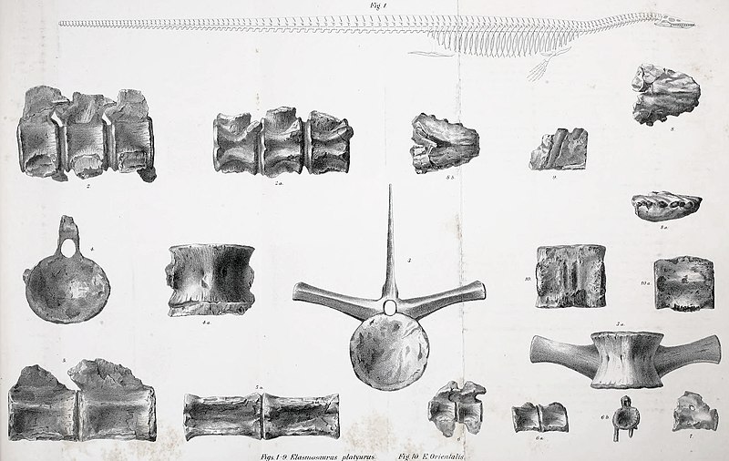 File:Elasmosaurus Cope.jpg