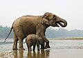 * Nomination Elephant mother and calf (Elephas maximus) in the river - Chitwan National Park, Nepal. By User:Gozitano --Prosthetic Head 16:05, 2 May 2017 (UTC) * Decline lighting and sharpness on head. Charlesjsharp 11:24, 3 May 2017 (UTC)