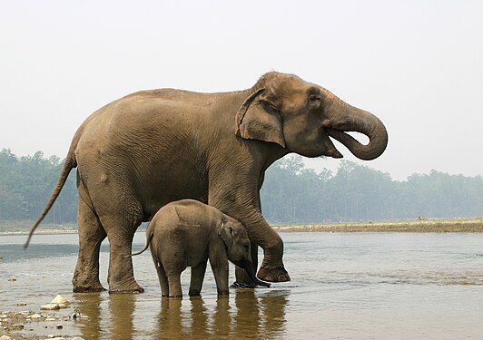 Elephant mother and calf - chitwan