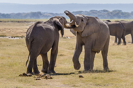Loxodonta africana elephants frolic in Amboseli National Park, Kenya, 2012.