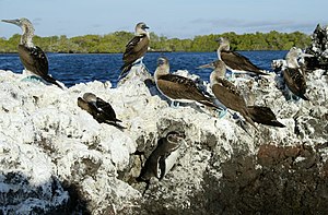 Blue-footed boobies on the Bahía Elizabeth