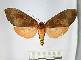 <i>Elysius pretiosa</i> Species of moth