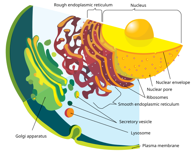 Information About the Smooth Endoplasmic Reticulum and Its Functions -  Biology Wise