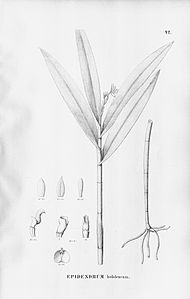 plate 42 Epidendrum hololeucum