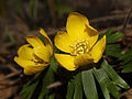 * Nomination Eranthis-hyemalis --Holleday 18:00, 9 March 2011 (UTC) * Promotion lighing and crop at bottom not perfect, but nice colors and quality --Carschten 16:52, 10 March 2011 (UTC)