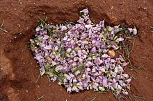 Flowers of E. sturtii carpet the desert Eremophila sturtii flower mass.jpg