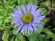 Erigeron multiradiatus, RBGE 2010, 3.jpg