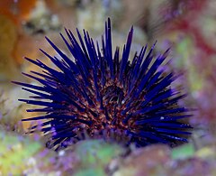 File:Erizo de mar violáceo (Paracentrotus lividus), Parque natural de la Arrábida, Portugal, 2022-07-28, DD 32.jpg (Category:Paracentrotus lividus)