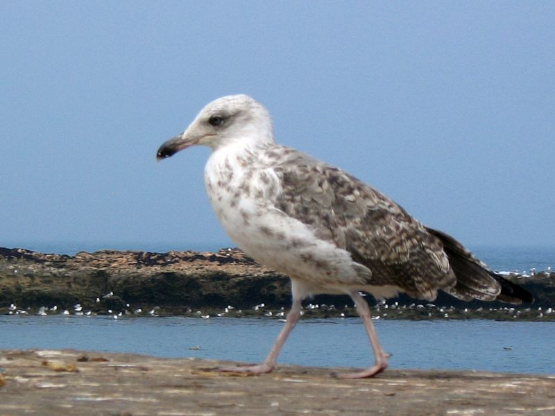 File:Essaouira seagull (2901946702).jpg