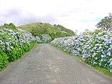 Road with hortensias, Terceira island.