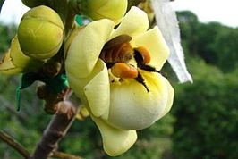 Eulaema cingulata