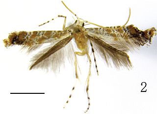 Oecophyllembiinae Subfamily of moths