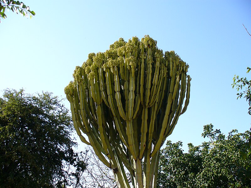 File:Euphorbia ingens Zimbabwe.jpg