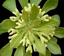 Euphorbia neoreflexa 04 ies.jpg