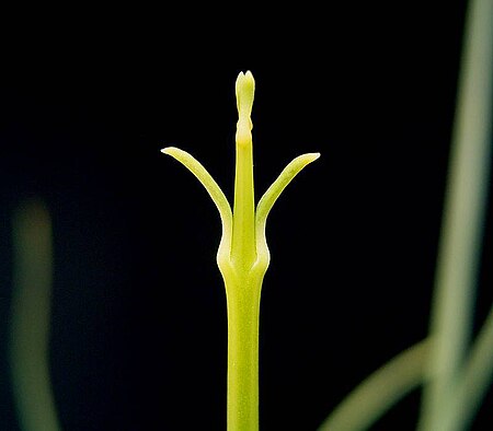 Tập_tin:Euphorbia_rhombifolia2_ies.jpg