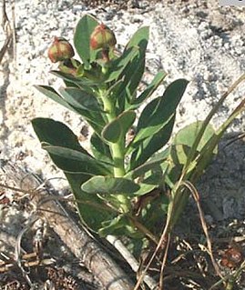 <i>Euphorbia telephioides</i> Species of flowering plant